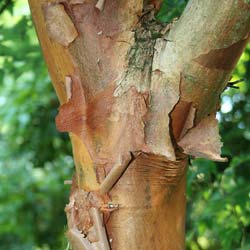 Maple, paper bark